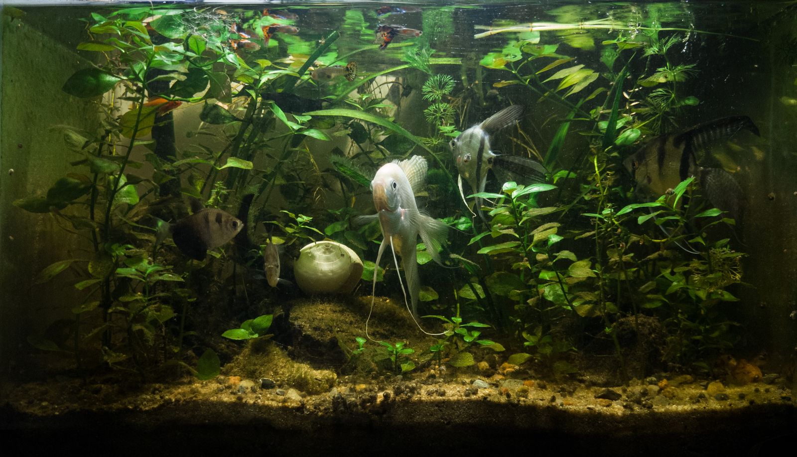 Acuario plantado con peces ángel, un gurami y un caracol. Foto de ejemplo.